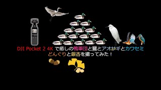 大アオサギでざわつくで候【DJI Pocket 2で4K撮影！Vol.29】😊東京・武蔵関公園・石神井川ビオトープ・東伏見公園10kmウォーク＆ラン映像記録😊2022年10月8日（土）晴・気温19℃