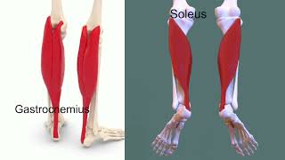 Calf & Hamstring Compression with Danielle Omo Austin Texas Thai Massage Mat Based Manual Therapy