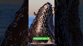 তিমি মাছটির অবস্থা দেখুন?| Amazing videos | Big whale at the Ocaan |#new #shorts