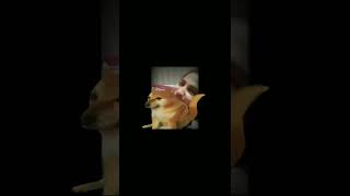 Yaar Tissue Lelo Yaar || Pagal Tissue lelo yaar || Viral Video On Social Media