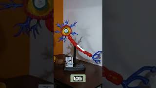 Neuron Biology Model Best Model project #biology #trending #viral