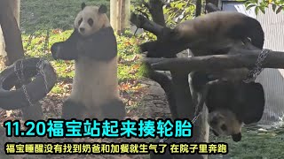 11.20下午福宝找不到奶爸又发飙了，站起来揍胎妃，冲上爬架揍小球#panda #판다 #fubao #푸바오