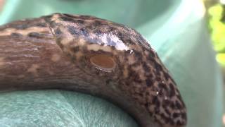 Limax maximus - Great slug