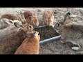 welcome to the rabbit paradise