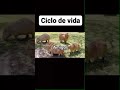 Ciclo de vida de un Capybara créditos a @ftagora de instagram #capybara #meme