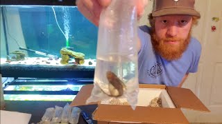 Long fin bristlenose plecos and live black worm unboxing!