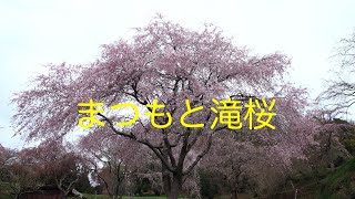 まつもと滝桜