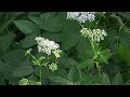 advice from a professional ground elder and how to kill it