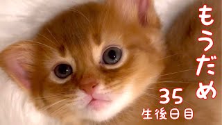 【生後35日目目の仔猫】もうだめ…！眠たくて仕方ない赤ちゃん猫が可愛い過ぎた！見ると眠〜くなります！保護猫活動まい進中！【ソマリ】