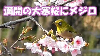 満開の大寒桜にメジロ