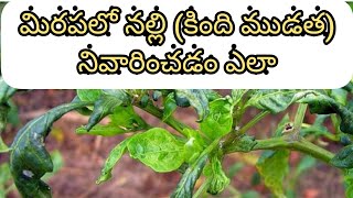 మిరపలో తెల్ల నల్లి (కింది ముడత) సమగ్ర నివారణ చర్యలు (mite damage in chilli)