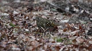 DSC 4706 トラツグミ食事中