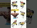 los mejores ejercicios de espalda con mancuernas gym gymworkout