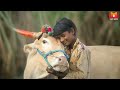 मोती शेतकऱ्याचे नशीब पालटविणारा बैल moti a bull that changes the fate of a farmer