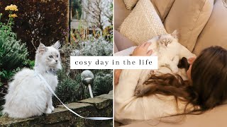 Cosy Day in the life ~ Taking Ragdoll Kitten for his first walk outside & a cosy day at home