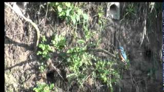 IJsvogelNest-2012-06-02-065846_WK_stok_en_wand_IJ_uit_en_in.wmv