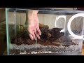 building a toad terrarium