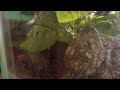 building a toad terrarium