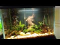 spectacular 20 gallon planted samurai gourami biotope how to create a natural habitat for fish