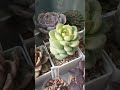 Я готов на них смотреть часами🥰 суккуленты succulent эхеверия cactus крассула flowers