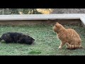 cats mating march 2021