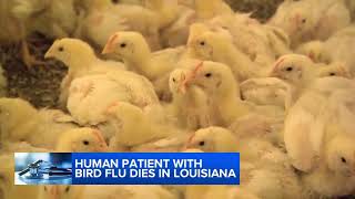 Human patient with bird flu dies in Louisiana