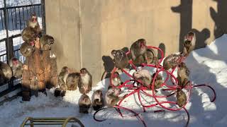 ニホンザル　旭山動物園 / Japanese Macaque in Asahiyama Zoo.