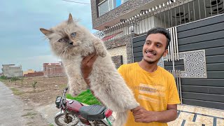 Aj hmri cat Hamlooo bhagg gi 🙀