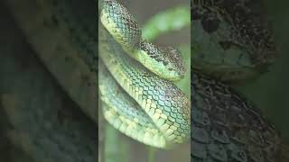 Anamalai Pit Viper (Trimeresurus (Craspedocephalus) anamallensis  # Highly Venomous#snakes