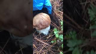 Picking Porcini Mushroom 🍄 it’s very beautiful mushroom 🍄