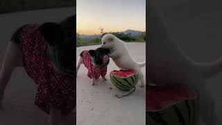 Bajie and the dog fight for a watermelon #PetPig #Dog #Pet