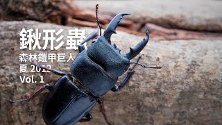 森林巨人，自然寶藏：鍬形蟲。Stag Beetles: Giants Of Forest, Treasures Of Nature. カブトムシ：森の巨人、自然の宝物 Vol.1