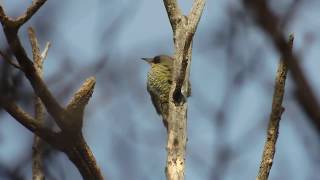 アオゲラ(緑啄木鳥)