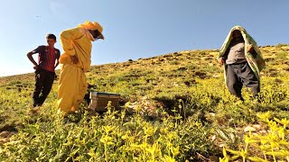 The skill of Iranian nomads in discovering bees | mountain life