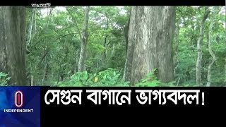 সেগুন গাছের কদর অন্যান্য গাছের চেয়ে বেশি।। Rangamati Teak Garden