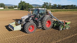 FENDT 720 GEN 7 BLACK AU SEMIS DE COLZA 2024 // FENDT 720 \u0026 AMAZONE 12 RANGS //