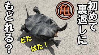 3歳の亀、生まれて初めて裏返しに！戻れるのか？【亀飼育】＃イシガメ