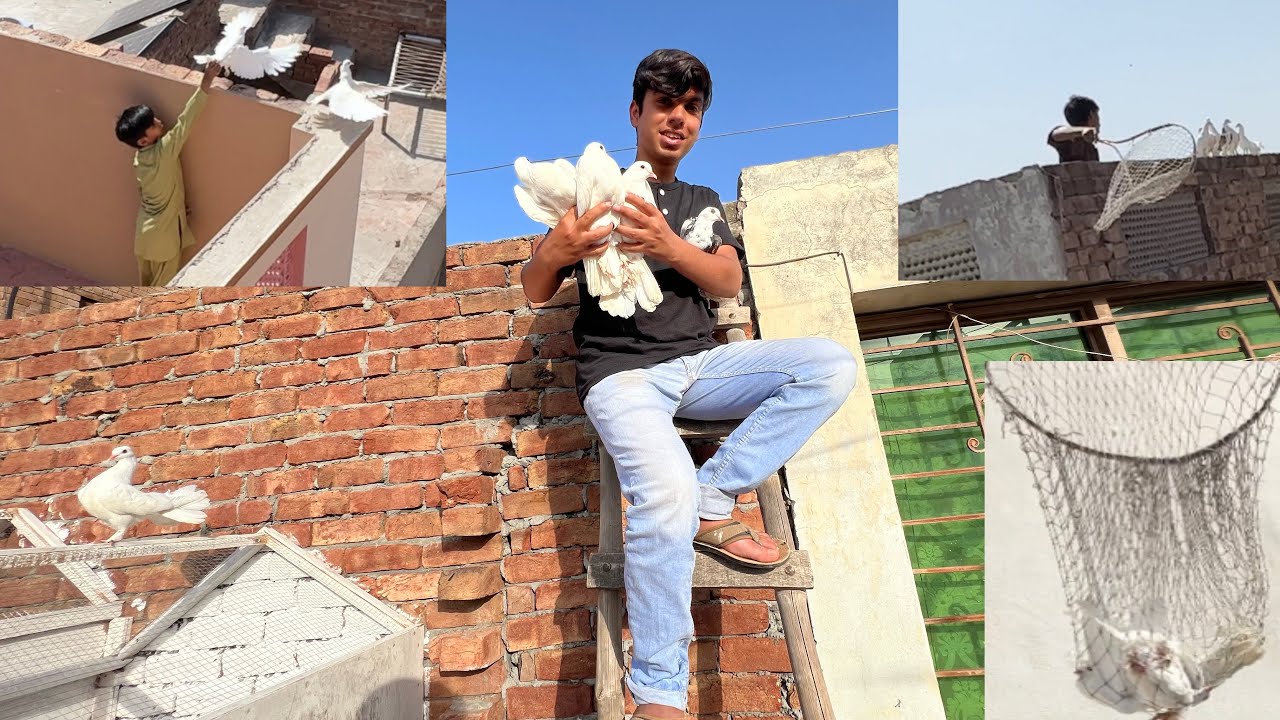 Pahli Dafa 6 Kabotar Ak Sath Pakra ёяшн Youtube