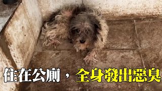 【完整版】住在廁所裡的流浪狗，全身沾滿屎尿發出陣陣惡臭，被救小院之後大變樣【小丁的流浪狗小院】