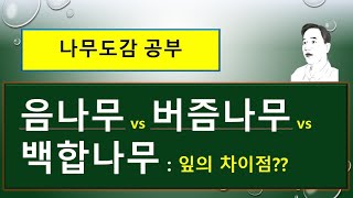 음나무 vs 버즘나무 vs 백합나무 : 잎은 어떻게 다를까?