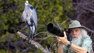 Olympus EE-1 Red Dot Sight on my OM-1 Eagles, Herons, Geese and Osprey. Improving my capture rate.