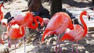 フラミンゴとカモの池（東山動植物園）