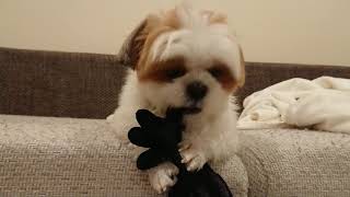 シーズー犬もぐ☆5本指靴下がおもちゃになりました---Mogu the shihtzu☆five-toed socks became her toy