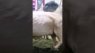 Hefty Ongole Bull