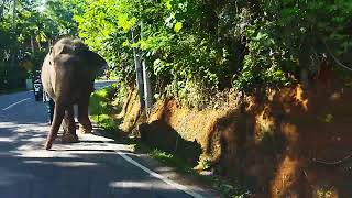 An Elephant On The Road /सड़क पर एक हाथी/சாலையில் ஒரு யானை / రోడ్డు మీద ఏనుగు/Seekor Gajah Di Jalan