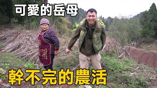 阿偉討丈母娘歡心，每天農活搶著幹，岳母真的勤勞又可愛【阿偉燕子旅行記】