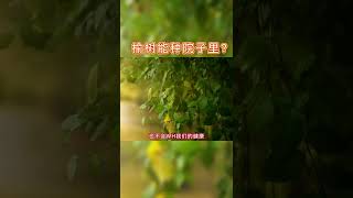 榆树种院子里好吗 #榆树 #庭院种植