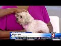 Pet of the Week: Carmen the dog