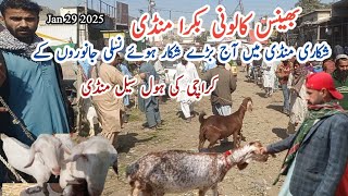 Bhains Colony Bakra Mandi latest update Shikari Bakra Mandi