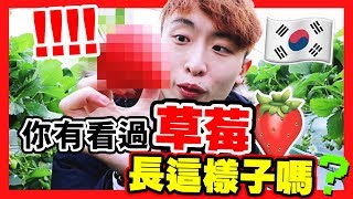 【😱嘩嘩嘩】🍓你有見過草莓「長成這樣」嗎！？😍草莓控的天堂啊！(中字)